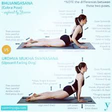 Repost Paulinawangs Yogastudio Note The Differences Between Bhujangasana Cobra Pose And Urdhva Mukha Svanasana Cobra Pose Yoga Yoga Asanas Yoga Tips