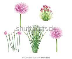 Find Realistic Illustration Chives Allium Schoenoprasum Plant Stock Images In Hd And Millions Of Other Royalt Allium Schoenoprasum Flower Painting Chives Plant