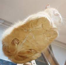Submitted 13 days ago by grapefruitstreet. 30 Hilarious Reasons Why Every Cat Owner Should Get A Glass Table Bored Panda