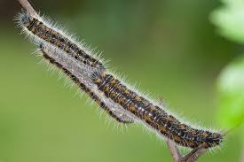 The back of this moth caterpillar has yellow and black stripes running down its length. Butterfly Caterpillars Uk