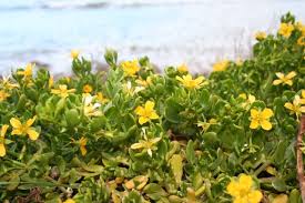 Image result for Zygophyllum cuneifolium