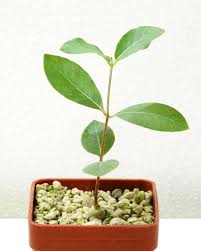 Image result for Raphionacme