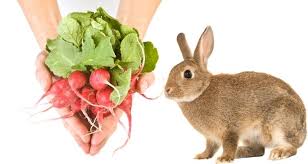 Radishes are somewhere in the middle when it comes to whether they're good for rabbits. Can Rabbits Eat Radishes Radish Greens Feeding Guide