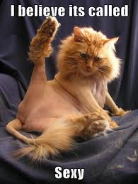For most cats, coughing up a hairball every now and then is normal, and there's no need for alarm. Ever Heard Of It Funny Cat Pictures Funny Cat Memes Funny Animals