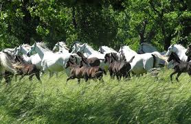 Lipica Das Lipizzanergestut In Slowenien Ein Geschichtstrachtiger Ort Der Ruhe Zucht Und Doch Lebendig Viele Tausende Besuche In 2020 Pferde Zucht Pferdezucht Pferde