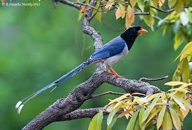 Top 25 Wild Bird Photographs Of The Week 43 Wild Birds Bird Red Bill