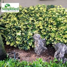 Arboricolatrinette Arboricola Trinette Variegatedarboricola Southflorida Landscape Simplifiedlawn Www Simplifiedlawn C Plants Outdoor Oasis Ground Cover