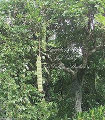 Image result for Entada stuhlmannii