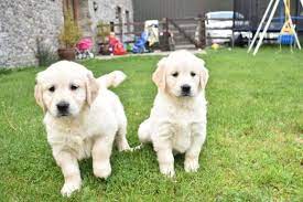 We take great pride in our field golden retrievers with the ultimate goal of maintaining or improving the breed. Male And Female Golden Retriever Puppies For Sale In Sharjah Industrial Area 2 Dogs Sulekha