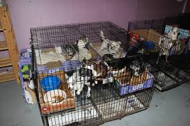 All dogs will be spayed or neutered prior to adoption. Illegal Puppy Mill In Scotch Plains Dismantled More Than 130 Animals Rescued And Available For Adoption Tapinto