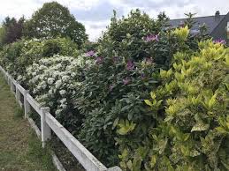 Comme nous l'avons vu dans un précédent article intitulé « une haie fleurie toute l'année », il est possible de planter des arbustes fleuris en haie. La Bonne Distance Entre 2 Arbustes De Haie Pour Etre Cache