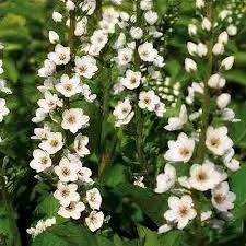 Image result for Lysimachia barbata