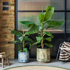 Image result for Musa Cavendish