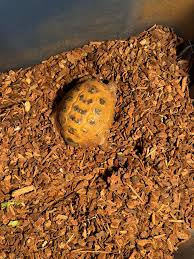 hello! my family and i are trying to re-home our tortoise bumper to a  rescue facility near or around Bozeman! thank you!