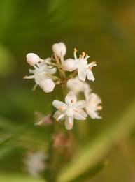 Image result for Asparagus racemosus