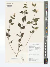 Image result for Hypoestes triflora
