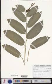 Image result for Trachyphrynium braunianum