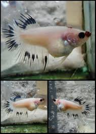 fwbettasct1495063001 amazing female marble line koi