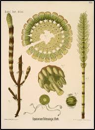 Dodel Port Atlas Horsetail Equisetum Botanische Tekening Patronen