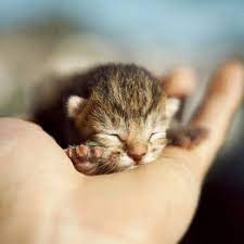 mini cute cat funny cat pictures animals cats