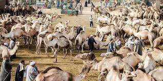 Excited executioner exercising his excising powers excessively. Birqash Camel Market How Much Is A Camel Worth In Egypt