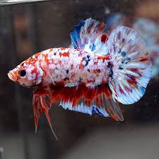 Rare Live Betta Fish Male Big One Fancy Koi Full Galaxy Star Halfmo Betta Fancy Ga Betta Aquarium Betta Koi Betta