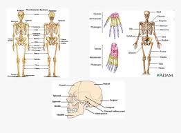 What is the smallest bone in the human body? Picture Major Bones In The Upper Body Hd Png Download Kindpng