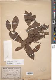 Image result for Campylospermum vogelii