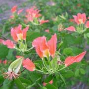 Image result for Bobgunnia madagascariensis