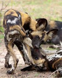 Afrika Yaban Kopekleri Animals Wild Africa Animals Animals
