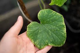 Image result for thrips damage on cucumber