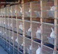 Jaulas comerciales de conejos para la cría