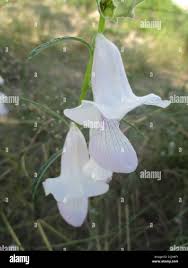 Image result for Sesamum calycinum