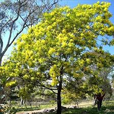 Image result for Acacia kamerunensis