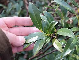 Prunus laurocerasus 5 gal (b14) 52: Schip Laurel Prunus Laurocerasus Schipkaensis Smooth Flickr
