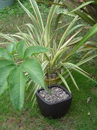 Image result for Sauromatum venosum