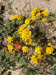 Image result for Hypertelis umbellata