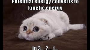 Great Collection of Memes Part 3: Animal (Cat) Physics Memes - YouTube
