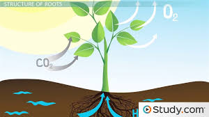 Deep waterings allow the water to seep the general rule is to water plants at ground level rather than using a sprinkler, which can leave water on the foliage, increasing the risk of harmful. Roots Stems Structure Function Video Lesson Transcript Study Com