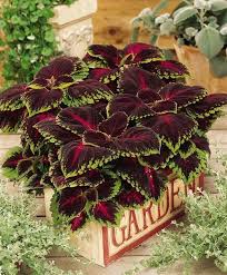 Image result for Coleus buchananii