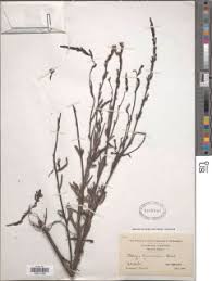 Image result for Striga junodii