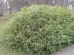 Image result for Pleioblastus fortunei