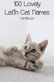 100 Lovely Latin Names For Cats Male Female Girl Cat Names Kitten Names Names For Male Cats