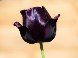 Black tulip flowers head office. Black Tulip Pictures Download Free Images On Unsplash