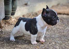 Bouledogue Francais Trop Mignon Ce Mini Modele French Bulldog Puppies Bulldog Puppies Cute Dogs