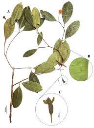 Image result for Eugenia sp. A