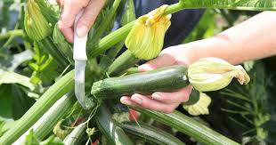Eine Zucchini Pflanze Liefert Pro Woche Bis Zu Funf Fruchte Die Ernte Beginnt Im Juni Und Endet Erst Im Herbst Fur A Garten Pflanzen Garten Garten Anpflanzen