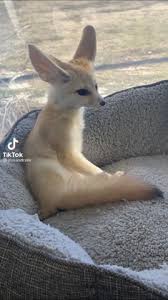 Beagle, hund, tiere, hunde, süß, süßer beagle, glücklich, beagles, cartoon, cartoon hund, haustiere, haustier, haustier hund, beagle liebhaber, tierliebhaber, schlaf, faul, entspannen. Was Ist Das Fur Ein Tier Das Ist Voll Suss Tiere Hund Biologie