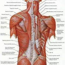 The part of the nerve that emerges out of the spine is called the nerve root. Lumbar Sprain Results In Lower Back Pain Chiropractor In Centurion