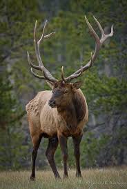 American Elk Animals Nature Animals Animals Beautiful